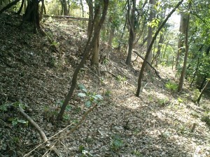 西空堀の外側にある土塁。全く手入れされていないようだが、形が良好に残っている。