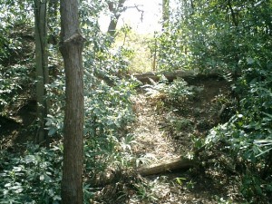 主郭から西の空堀にごく小規模な虎口があった。写真では判りにくいが、奥が主郭。