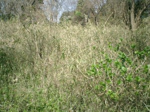 3月でもこの藪。みっしり生えていて、軽装では突入不能。